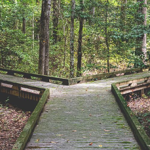 A wooden boardwalk in a forest that splits into two paths among tall trees.